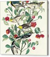 Audubon's Warbler, Hermit Warbler And Black-throated Gray Warbler Canvas Print