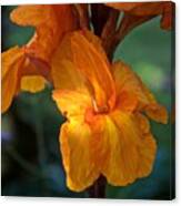 August Canna Number Two Canvas Print