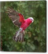 Australian Galah Parrot In Flight Canvas Print
