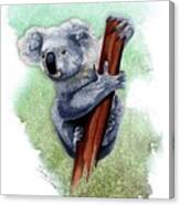 Australian Koala Canvas Print