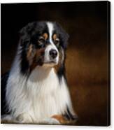 Australian Shepherd Canvas Print