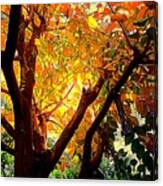 Autumn 22-contre-jour Canvas Print