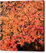 Autumn Abstract 1 Canvas Print