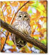 Autumn Barred Owl Canvas Print