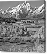 Autumn Clusters Under The Tetons Black And White Canvas Print