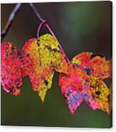 Autumn Colored Leaf Trio In The Croatan Canvas Print