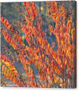Autumn Colors 3 Canvas Print