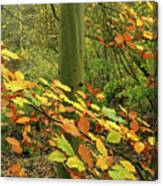 Autumn Colours, Alkington Woods 2020 Canvas Print