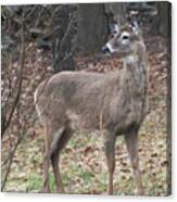 Autumn Deer Canvas Print