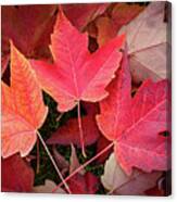 Autumn / Fall Leaves Painting Canvas Print