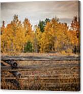 Autumn In Colorado Canvas Print