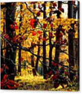 Autumn In The Piedmont No. 3 Canvas Print