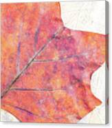Autumn Leaves Composition Canvas Print