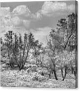 Autumn Sunlight In The Meadow In Black And White Canvas Print