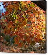 Autumnal Foliage Canvas Print