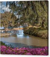 Azalea Alley On The Grounds Of Middleton Place Canvas Print