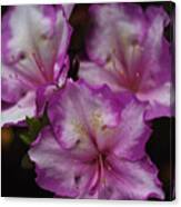 Azalea In Flower Canvas Print