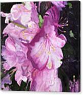 Azaleas Canvas Print