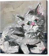 Babe Persian Cat Canvas Print