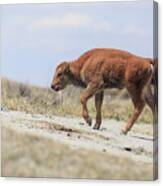 Baby Bison Journey Canvas Print