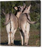 Baby Burro Butts Canvas Print