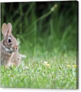 Baby Eastern Cottontail Rabbit Canvas Print