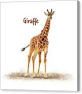 Baby Giraffe On White Canvas Print