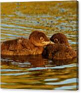 Baby Loons Canvas Print