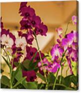 Baby Orchids Canvas Print