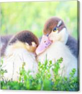 Baby Snuggle Ducklings Canvas Print