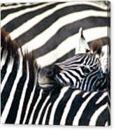 Baby Zebra, Ahead Of The Herd Canvas Print