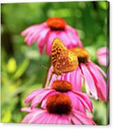 Backlit Fritillary Butterfly On Coneflower I Canvas Print