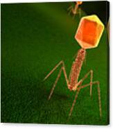 Bacteriophage Virus Particle On Bacteria Surface Canvas Print