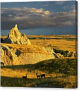 Badlands Mule Deer Canvas Print