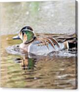Baikal Teal, A Beautiful And Rare Visitor In Sweden Canvas Print
