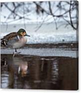 Baikal Teal A Rare Visitor In Sweden Canvas Print