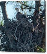 Bald Eagle On Nest Canvas Print