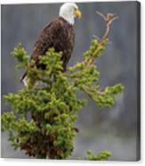 Bald Eagle On Top Of Spruce Canvas Print
