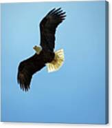 Bald Eagle Overhead Canvas Print