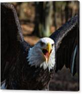 Bald Eagle Protecting Its Meal Canvas Print