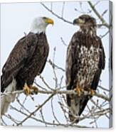 Bald Eagles On Branch Canvas Print