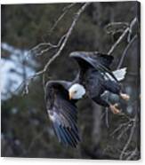 Bald Eagles With Folded Wings Canvas Print