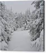 Balsam Furs Covered In Snow Canvas Print