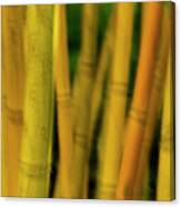Bamboo Blur 2 Canvas Print