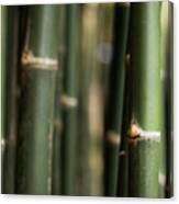 Bamboo Green Canes Canvas Print