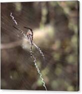 Banded Garden Spider Canvas Print