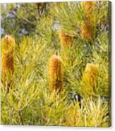 Banksia Ericifolia Canvas Print