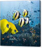 Bannerfish And Butterflyfish Canvas Print
