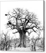 Baobab View Canvas Print