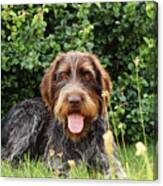 Barbu Tcheque Typical For Czech Republic Lying In Shadow During Hot Summer Days. Female Dog With Tongue Out Is Looking At Camera. Outdoor Activities. Tired After Hunting. Happy Expression Canvas Print